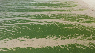 France ordered to compensate family of jogger killed by toxic algae
