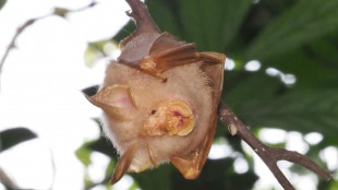 Raro pipistrello &egrave; stato identificato a Singapore