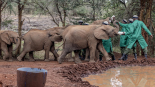 Lo Zimbabwe abbatter&agrave; 200 elefanti a causa della carenza di cibo