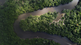 Hallan una nueva especie de marsupial en la Amazonía de Perú