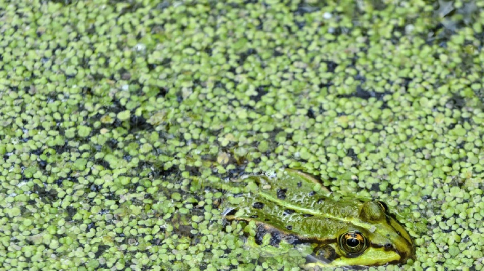 Unbekannte rei&szlig;en in Sachsen mindestens 20 Fr&ouml;schen und Kr&ouml;ten Schenkel aus