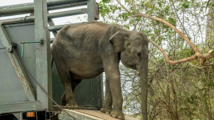 Liberan seis crías de elefante huérfanas en Sri Lanka