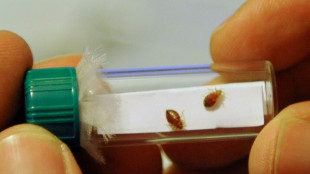 France to hold crisis meetings on bedbug 'scourge'