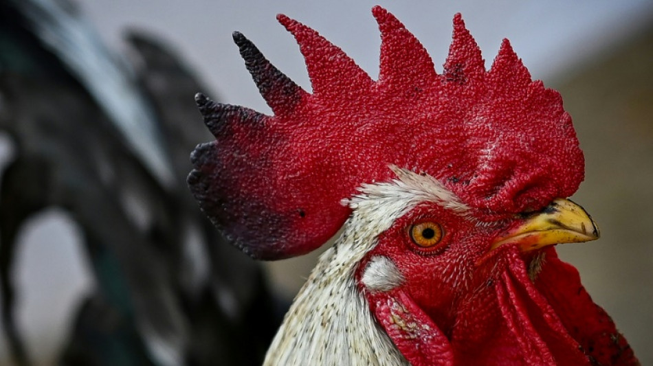 Unbekannter l&auml;sst im Saarland Hahn brutal verstummen