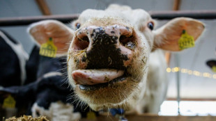 Weitere Bauernproteste drohen - &Ouml;zdemir pocht auf Tierwohlabgabe