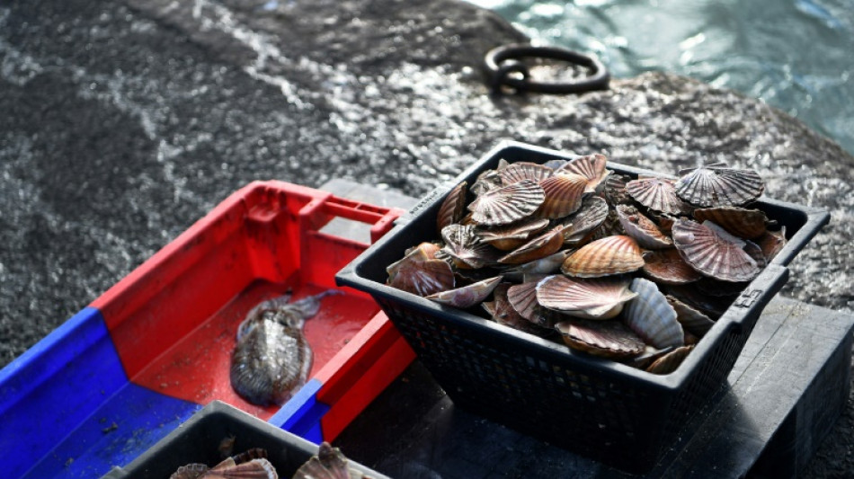 En rade de Brest, 150 ans d'effondrement des ressources marines malgr&eacute; les alertes