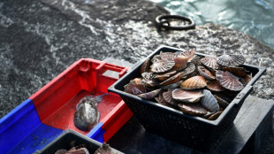 En rade de Brest, 150 ans d'effondrement des ressources marines malgr&eacute; les alertes