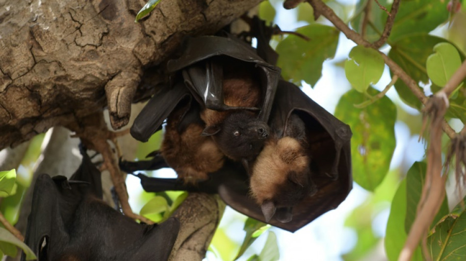 Bundespolizei in Nordrhein-Westfalen beschlagnahmt gebratene Flederm&auml;use