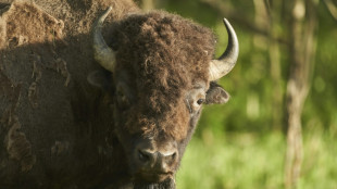 Mann verirrt sich auf Suche nach verlorenem Schuh in M&uuml;nchner Bisongehege