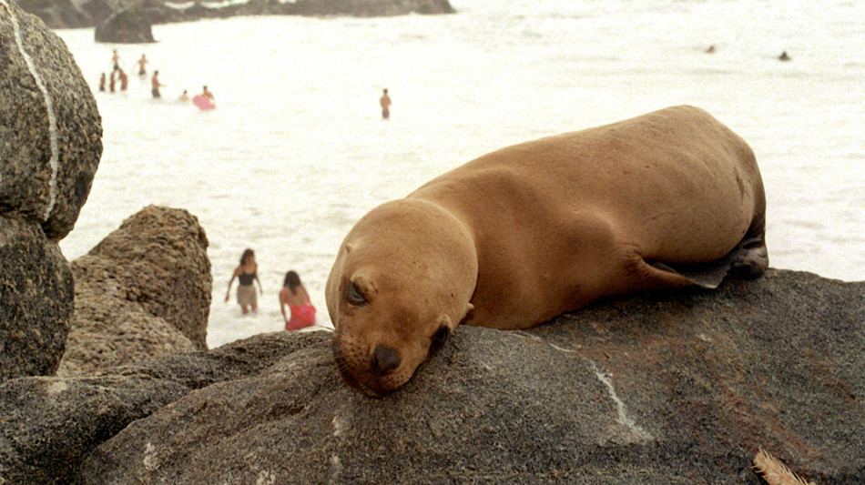 Le ondate di calore marino rimodellano la vita negli oceani