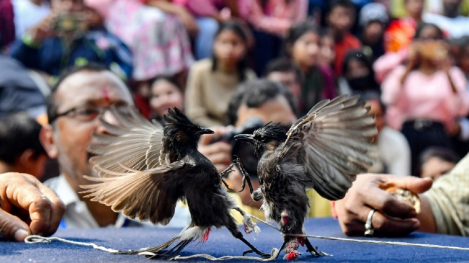 India autoriza las peleas de p&aacute;jaros bulbules despu&eacute;s de ocho a&ntilde;os de prohibici&oacute;n