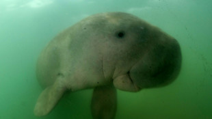 War threatens Gulf's dugongs, turtles and birds