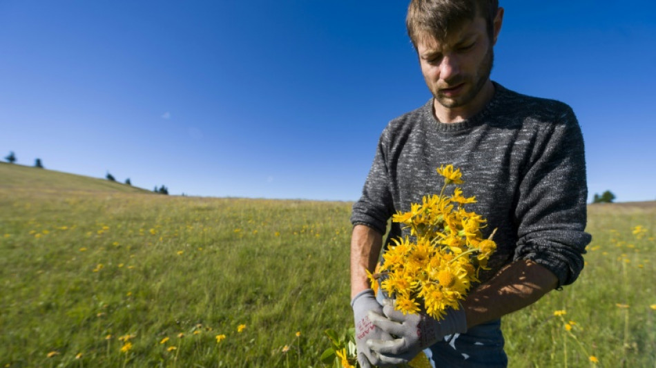 La cueillette de l'arnica limit&eacute;e &agrave; 600 kilos dans les Vosges &agrave; cause de la s&eacute;cheresse