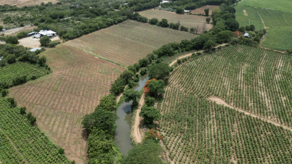 Agricultura, constru&ccedil;&atilde;o e turismo: deporta&ccedil;&atilde;o de haitianos afeta economia dominicana