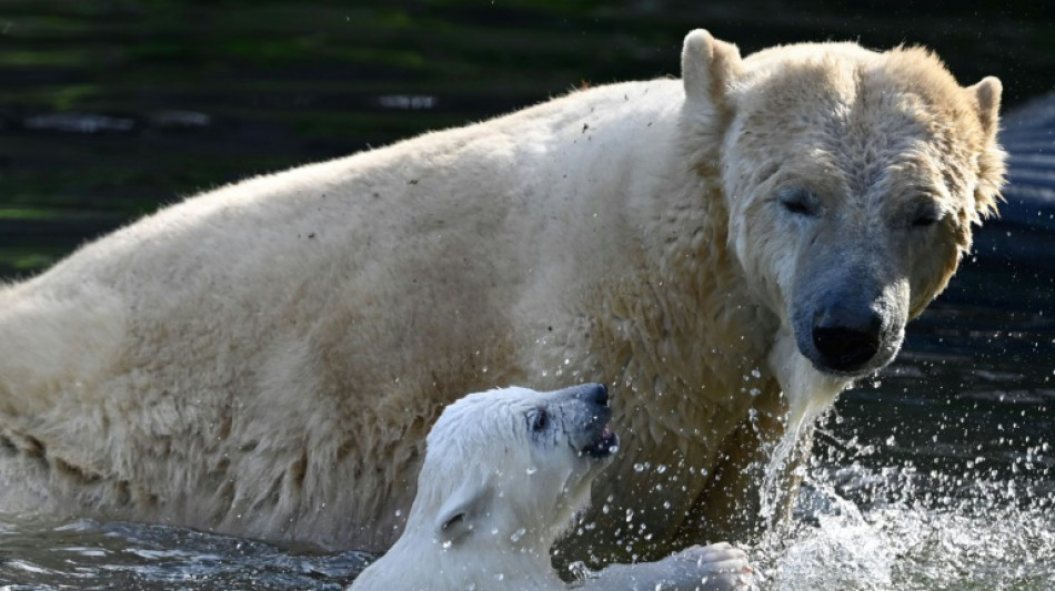 Namen f&uuml;r Eisb&auml;rennachwuchs im Zoo Rostock stehen fest