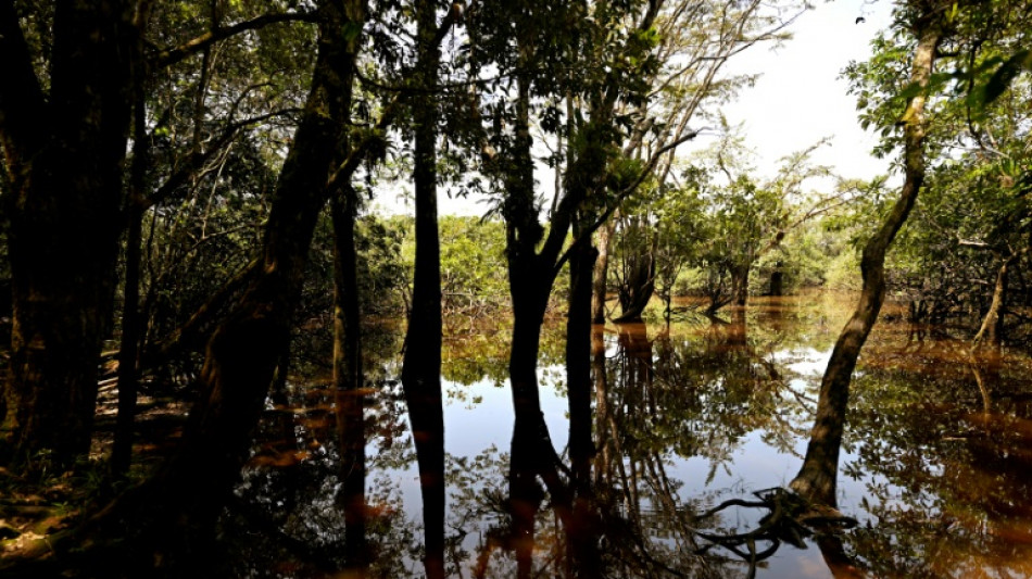Kritik an EU-Gesetz gegen Abholzung: Br&uuml;ssel schl&auml;gt Aufschub um ein Jahr vor