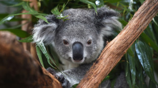 L'Australie veut multiplier les zones refuges pour sauver les koalas