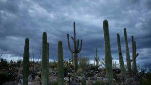 M&ecirc;me les cactus redoutent le r&eacute;chauffement climatique