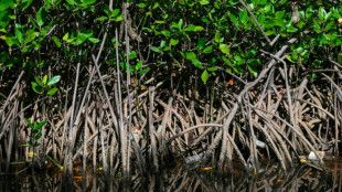 50% des &eacute;cosyst&egrave;mes de mangrove risquent de s'effondrer (UICN)