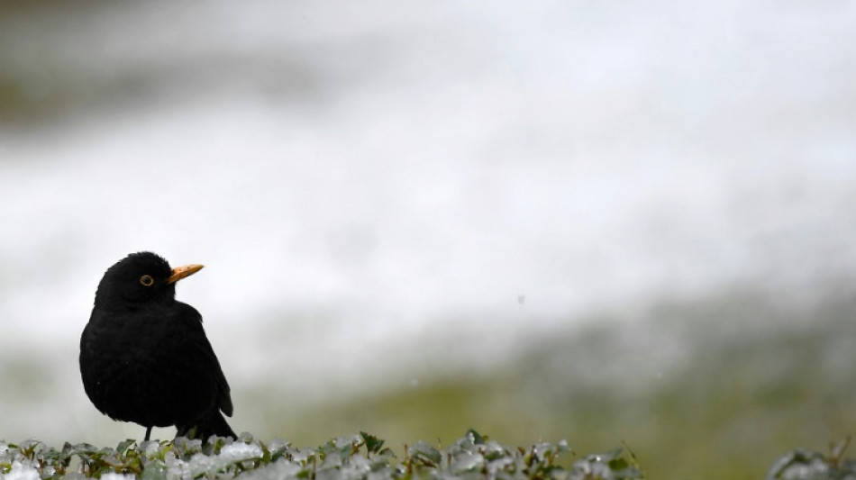 Z&auml;hlung von Natursch&uuml;tzern: Zahl der Gartenv&ouml;gel in Deutschland weiter gesunken