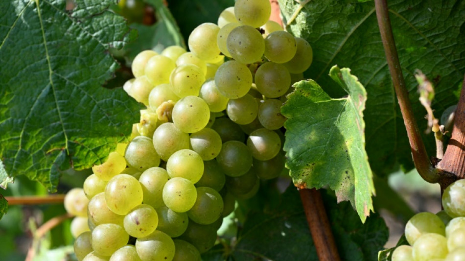 Kurz vor Traubenernte: Diebe räume zwei Weinberge in Rheinland-Pfalz leer