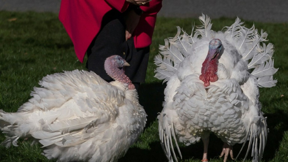 Bundesregierung plant Regeln f&uuml;r die Putenhaltung