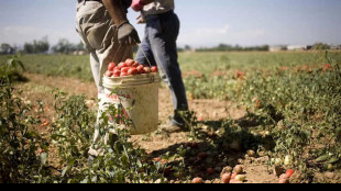 Braccianti ridotti in schiavit&ugrave;, maxi sequestro a due caporali