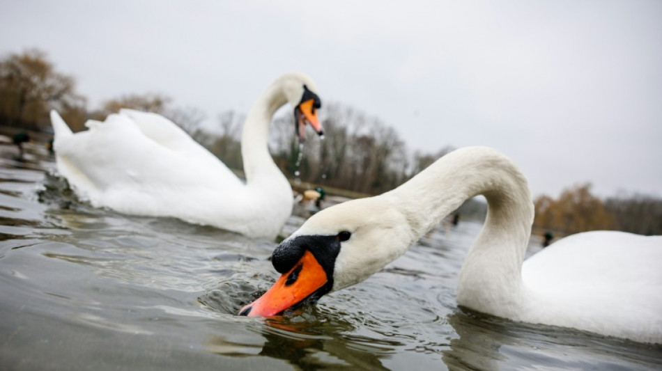 Unbekannte wildern an Teichen in Sachsen mehrere Schw&auml;ne 