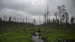 Selten und w&auml;hrend Paarungszeit blau gef&auml;rbt: Moorfrosch ist Lurch des Jahres 
