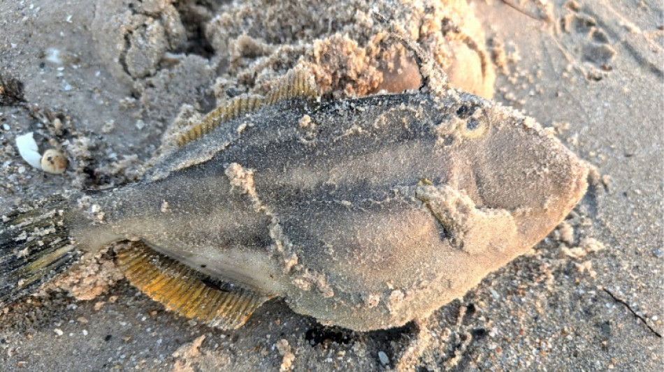 "Str&auml;nde voller Kadaver": Giftige Algenbl&uuml;te t&ouml;tet vor Australien Meeres-Bewohner