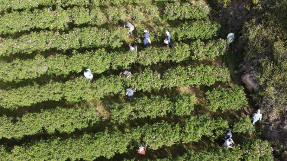 En Arabie saoudite, l'art d'extraire le parfum de la "cité des roses"