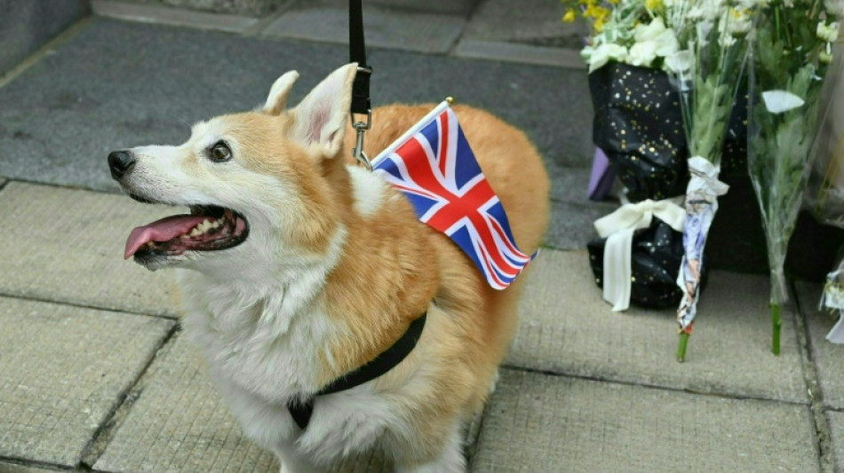 Tras la muerte de Isabel II el precio de los perros corgis toca r&eacute;cords