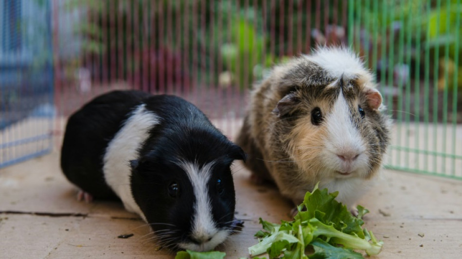 Unbekannte t&ouml;ten mehrere Meerschweinchen in Kinderverein in Nordrhein-Westfalen