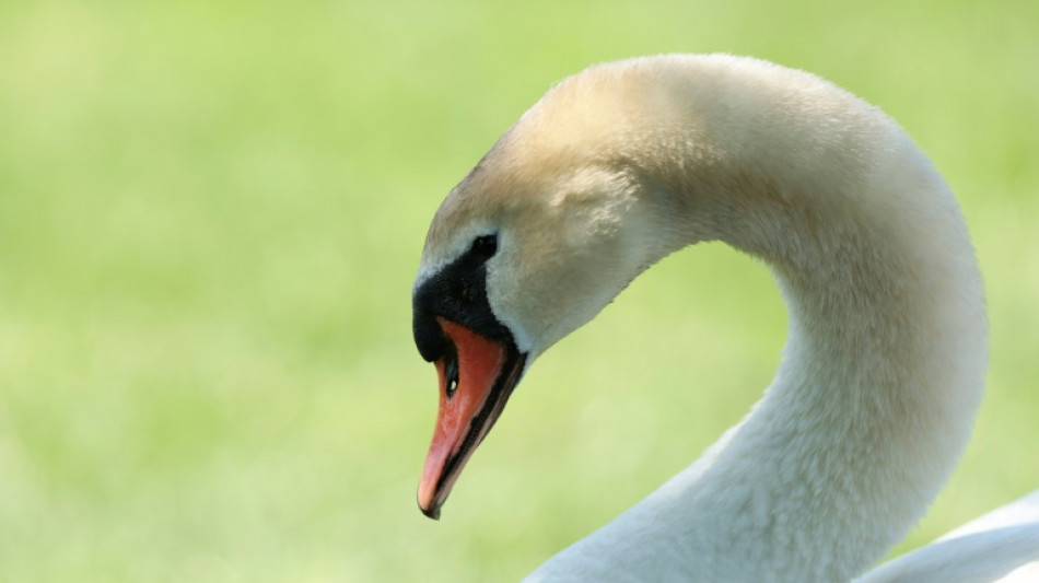Verletzter Schwan sorgt f&uuml;r Polizeieinsatz auf Autobahn 9 in Th&uuml;ringen
