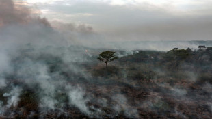 Deforestation in Brazilian Amazon fell 66% in August