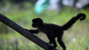 Polizei in Darmstadt fängt Affen in Wald mit Banane ein