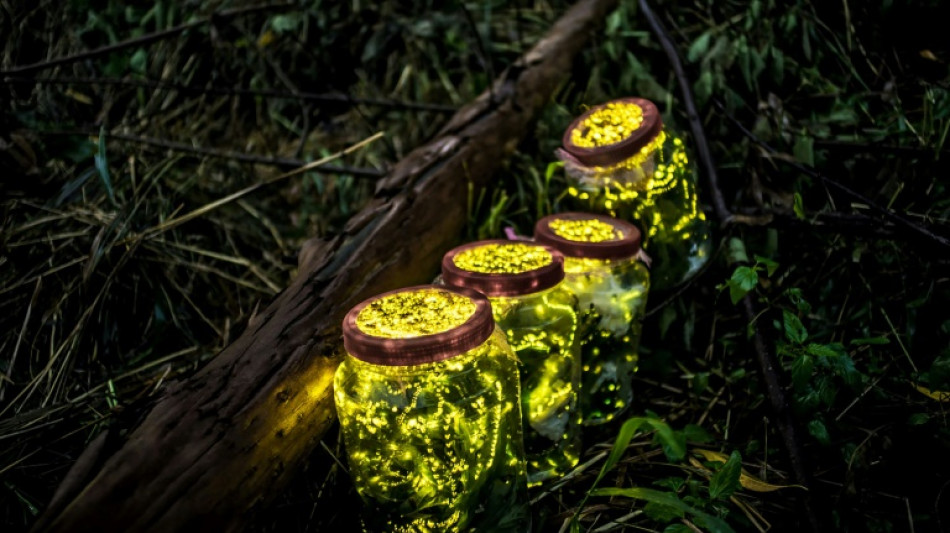 Les lucioles pr&eacute;f&egrave;rent s'aimer loin des projecteurs