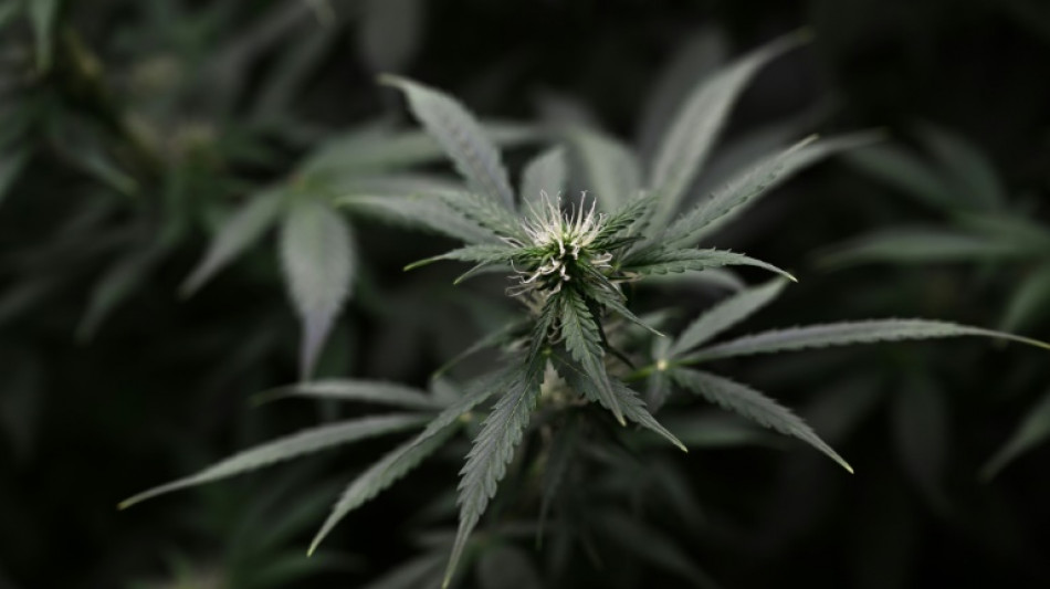 Ermittler entdecken nach Hausbrand in Nordrhein-Westfalen große Marihuanaplantage