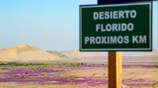 Chile proteger&aacute; como parque nacional fen&oacute;meno de floraci&oacute;n en desierto de Atacama