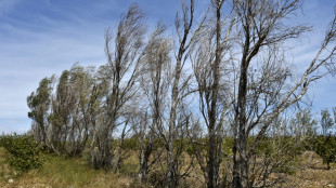 Le S&eacute;nat veut renforcer la protection des haies
