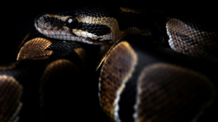 Mann findet W&uuml;rgeschlange an Bushaltestelle in Rheinland-Pfalz 