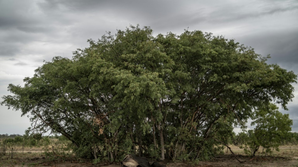Zimbabue sacrificar&aacute; a 200 elefantes para enfrentar la escasez de alimentos
