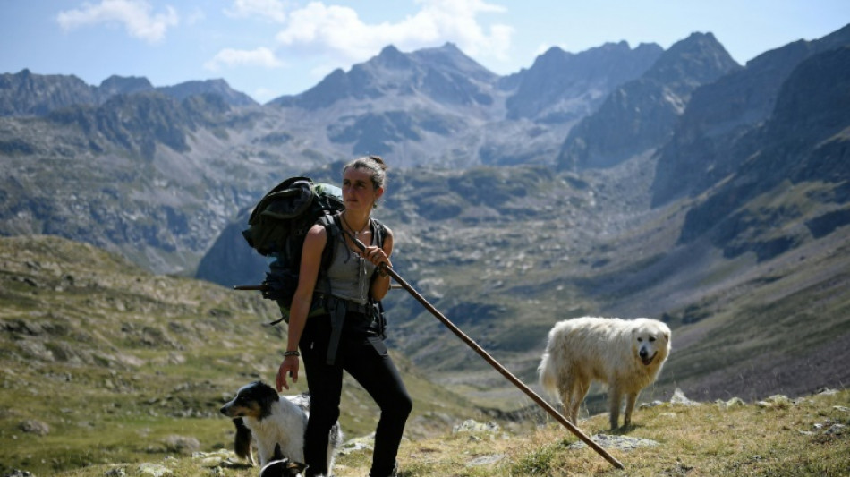Berg&egrave;re dans la solitude des Pyr&eacute;n&eacute;es, avec sa houlette et ses chiens