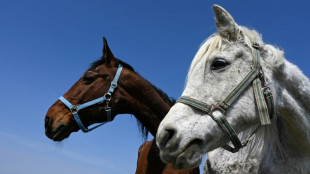 Mindestens f&uuml;nf Pferde sterben bei Stallbrand in nieders&auml;chsischem Melle
