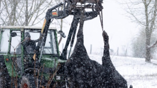 Maul- und Klauenseuche: Keine weiteren F&auml;lle in Brandenburg