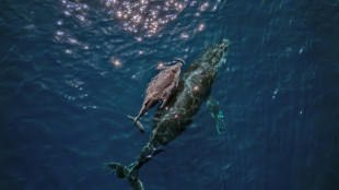 Le secret du chant des baleines cach&eacute; au fond de leur larynx