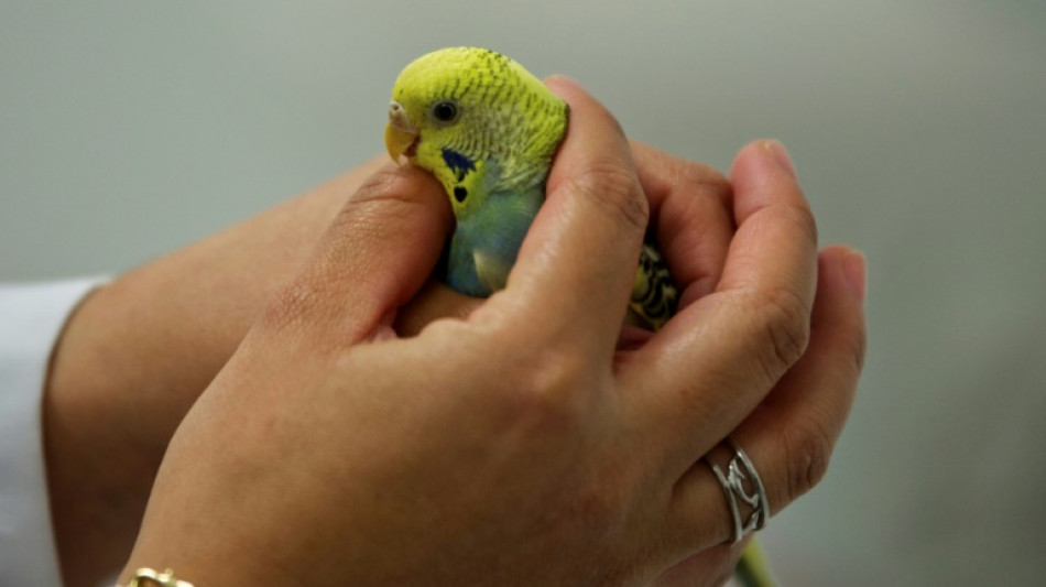 Wellensittich fliegt in Kieler Bank: Bundespolizisten setzen Zollstock ein