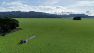 Planta aqu&aacute;tica cobre lago em El Salvador e afasta turistas
