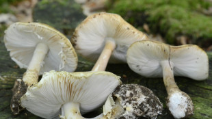 Mediziner beobachten vermehrt F&auml;lle von lebensbedrohlicher Pilzvergiftung