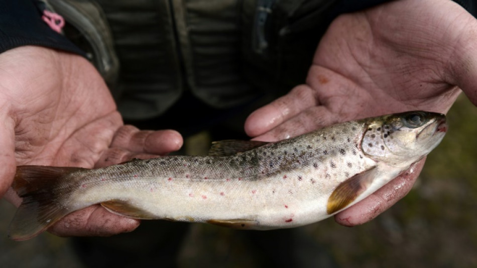 Manger un poisson aux Etats-Unis revient &agrave; boire de l'eau contamin&eacute;e pendant un mois